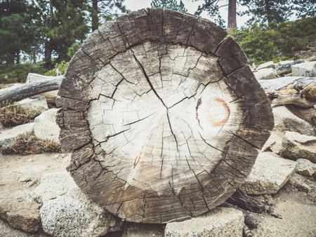 trunkの写真素材