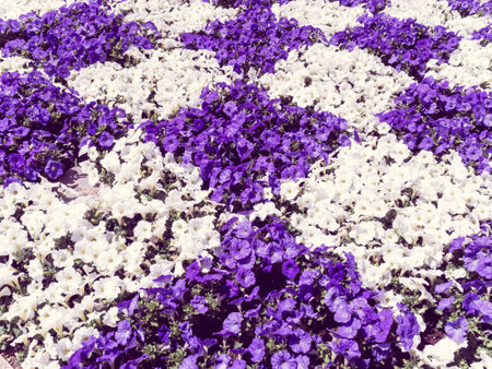 flowers in a gardenの写真素材