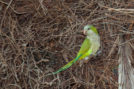 Monk parakeet (Myiospsitta monachus) in a nest