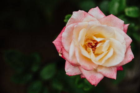 A closeup shot of a beautiful rose in the gardenの写真素材