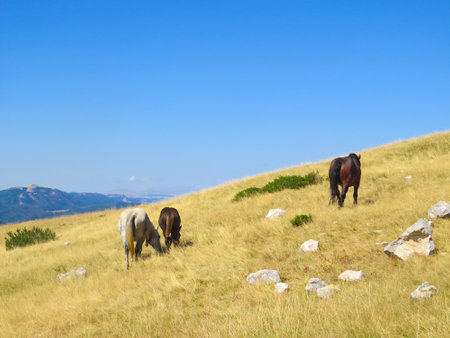 The brown horses on the fieldの写真素材