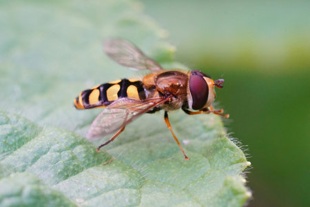 Closeup of the Migrant hoverfly , Eupeodes corollae sitting on a green leafの写真素材