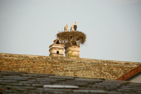 Storks in nest on chimney of house in Rust, Burgenland - Austriaの写真素材