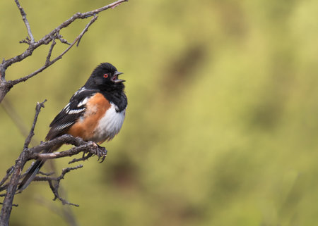 A closeup shot of a pipilo bird perched on a tree branchの写真素材
