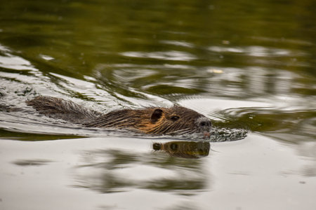 coypu (Myocastor coypus) swimming at lago de las regatas lake in Buenos Aires cityの写真素材