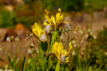 Flower of a yellow iris in the botanical garden Frankfurt. Probably Iris variegata. Beautiful...