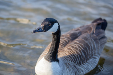 A close up of a Canada goose on a lakeの写真素材