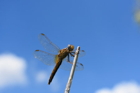 A dragonfly against the blue sky