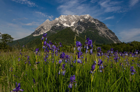 A view of the Grimming peak and field of blooming irises, Austria