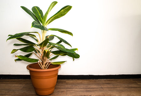 A potted Aglaonema plant on the laminated floor on a white wall backgroundの写真素材
