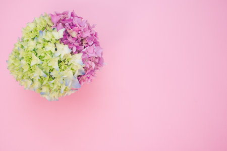 A beautiful pink and green hydrangea flowers in a vase on a pink background with free space for textの写真素材