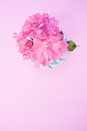 Beautiful pink geraniums flowers in a vase on a pink surfaceの写真素材