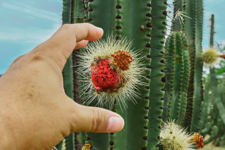 Cactus orchard yielding rich pitayas, balls with spines on the bodies on a cloudy dayの写真素材