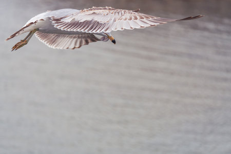 A closeup shot of a seagull flying over the lakeの写真素材