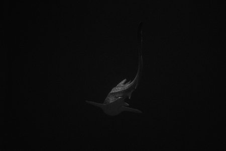 A grayscale shot of a big whale sharkの写真素材