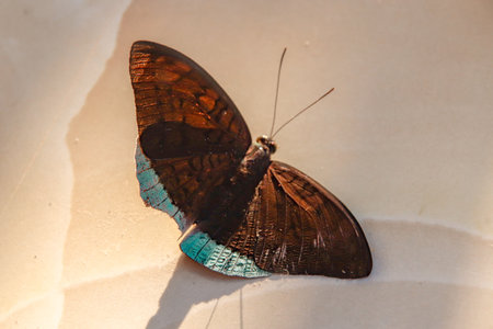 A dried Papillon butterfly upside down isolated on a beige background