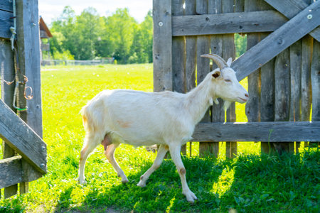 A rural goat walking through wooden doors on a meadow