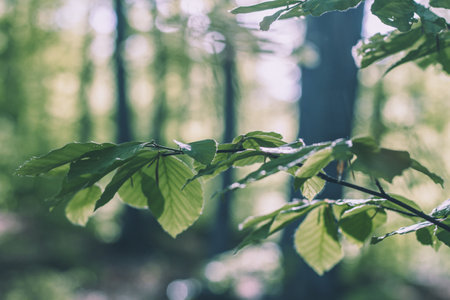 A closeup of gentle green leaves glowing under the sunlight in a forest with bokeh in the background