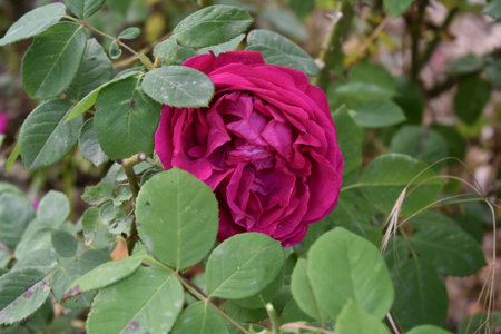 A closeup shot of a beautiful blooming roseの写真素材