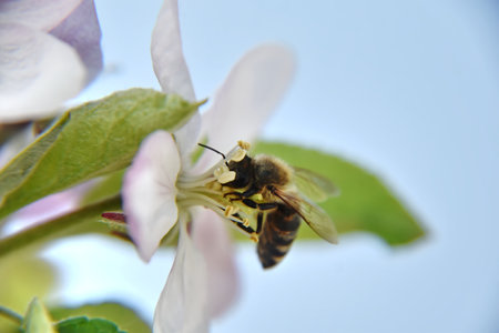 A macro shot of a cute, small bee sucking nectar from a pink flower on a blurred sky background