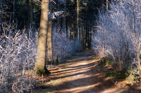 A beautiful view of the pathway that goes through the trees in the forestの写真素材