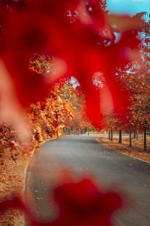 Beautiful Red Leaved Trees in Autumn Lining Streets in Townの写真素材