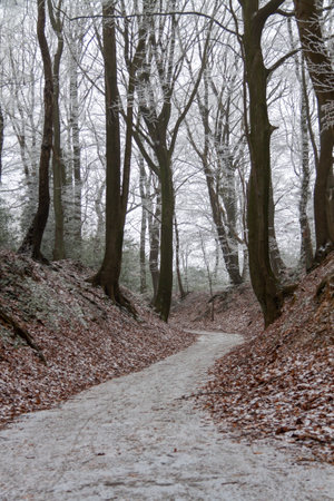 A road in the fall forest with bold trees and fallen leavesの写真素材