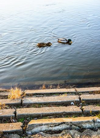 A vertical shot of ducks on the lake