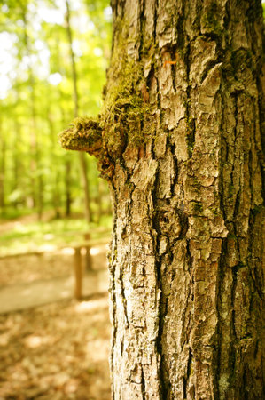 A vertical selective focus shot of the trunk of a tree captured in a bright sunny foresの写真素材