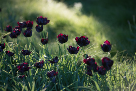 A selective focus shot of dark purple tulips in the meadowの写真素材