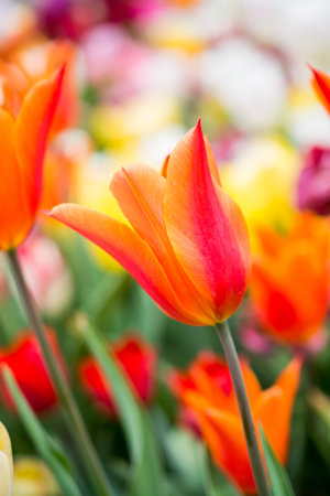 A closeup shot of beautiful tulips growing in the gardenの写真素材