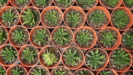 A top view of rows of beautiful Haworthia fasciata on red pots