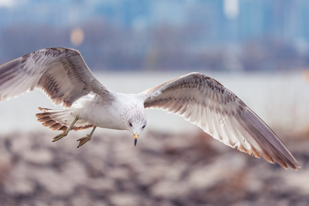 A closeup shot of a seagull flyingの写真素材