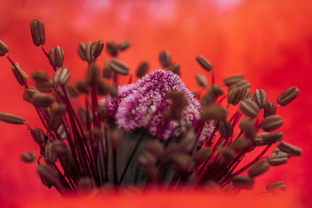 A macro shot of poppy bloomの写真素材