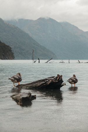 A vertical shot of Falkland steamer ducks on the seaの写真素材