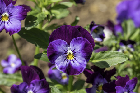 A violet pansy in garden