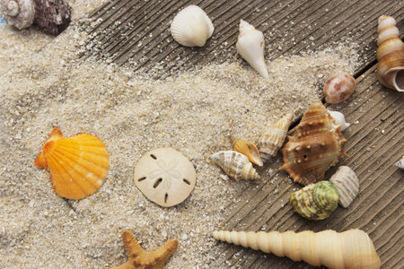A closeup shot of seashells on tropical beach sand in a studioの写真素材
