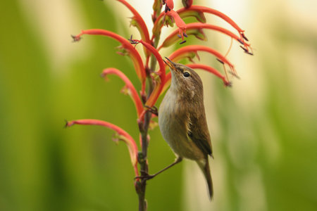 Common chiffchaff Phylloscopus collybita drinking nectar from Monbretia flower to fatten prior to migrating north. Urban garden, Malta, Mediterraneanの写真素材