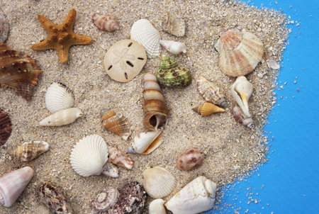 A closeup shot of seashells on tropical beach sand in a studio