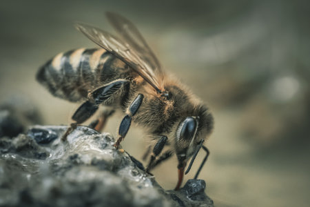 Closeup of a bee drinking water from wet soil macro shotの写真素材