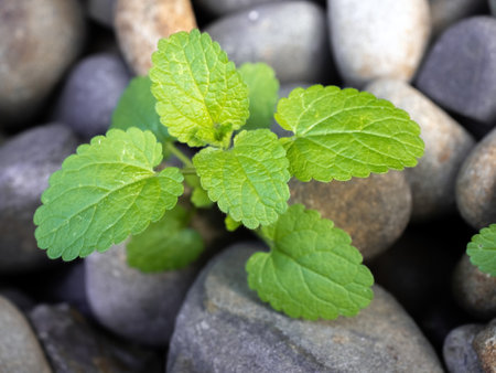 Lemon balm (Melissa officinalis) perennial herb plant, mint family