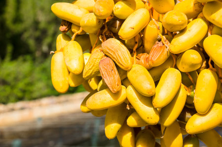 A closeup shot of ripe dates under the sunlight