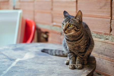 A selective focus shot of a gray cat on a wooden tableの写真素材