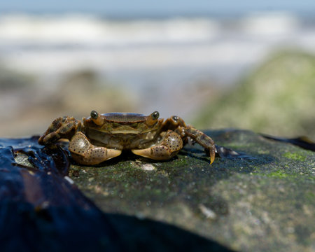 A closeup shot of a black crab on a wet rock on a beachの写真素材