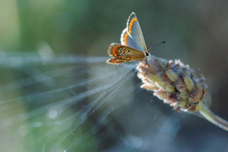 Butterfly photographed in their natural environment.の写真素材
