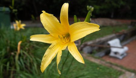A selective focus of fully bloomed yellow Amaryllis flower on a fieldの写真素材