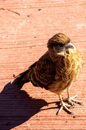 A selective focus of a beautiful brown Chimango caracara bird on the wood