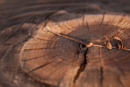 A closeup shot of burned tree stump texture with cracksの写真素材