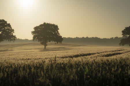 A lonely tree in a meadowの写真素材