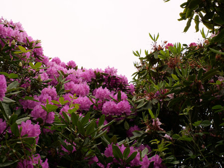 Beautiful purple rhododendron flowers on a shrubの写真素材